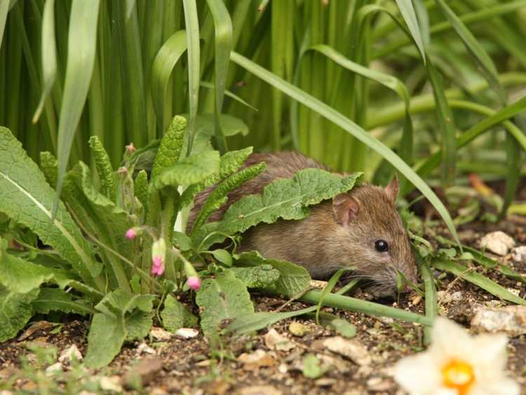 Rats Dans Le Jardin Les Rats Fouillent Ils Dans Les Jardins Et Où Vivent Les Rats Dans Le Jardin