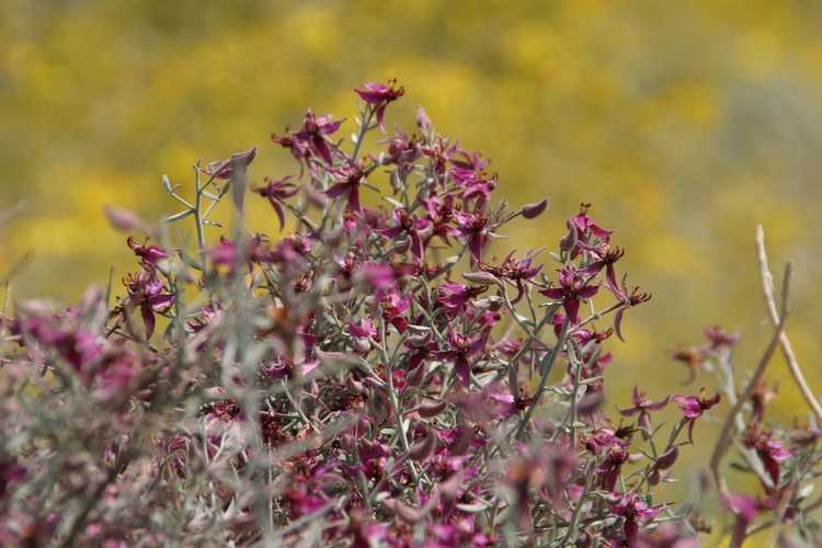 You are currently viewing Informations sur le ratany blanc : conseils pour cultiver des fleurs indigènes de ratany blanc