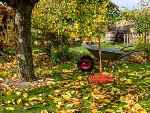 Lire la suite à propos de l’article Guide du jardinage d'automne : jardinage d'automne de base pour les débutants