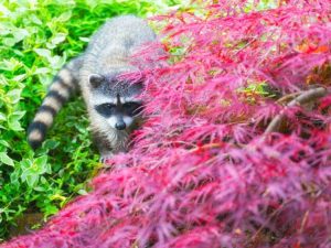 Lire la suite à propos de l’article Répulsif raton laveur – Comment se débarrasser des ratons laveurs et les éloigner