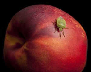 Lire la suite à propos de l’article Insectes qui mangent des nectarines – Conseils pour lutter contre les ravageurs des nectarines dans les jardins