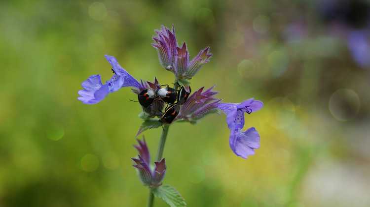 You are currently viewing Herbe à chat et insectes – Comment lutter contre les parasites de l'herbe à chat dans le jardin