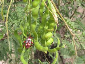 Lire la suite à propos de l’article Mesquite Pest Solutions – Comment lutter contre les ravageurs des arbres Mesquite