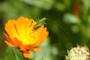 Lire la suite à propos de l’article Insectes qui mangent du calendula – Le calendula attire-t-il les parasites dans le jardin