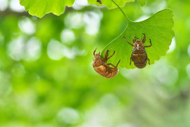 You are currently viewing Problèmes d'insectes ginkgo : les ravageurs des arbres ginkgo sont-ils sérieux