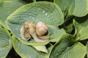 Lire la suite à propos de l’article Insectes nuisibles Hosta : Conseils sur la lutte antiparasitaire Hosta