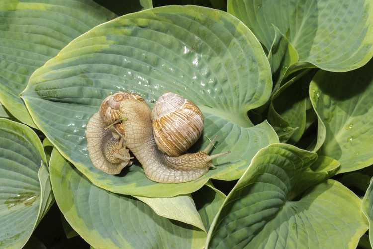 You are currently viewing Insectes nuisibles Hosta : Conseils sur la lutte antiparasitaire Hosta