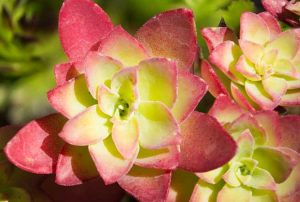 Lire la suite à propos de l’article Comment gérer les problèmes de ravageurs des plantes succulentes et des cactus