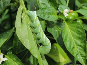 Lire la suite à propos de l’article Ravageurs courants dans les potagers – Conseils pour traiter les ravageurs des légumes