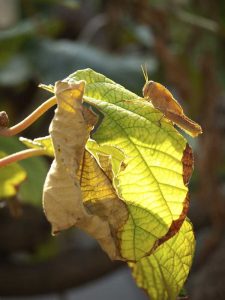 Lire la suite à propos de l’article Ravageurs des vignes de kiwi : informations sur le traitement des punaises de kiwi