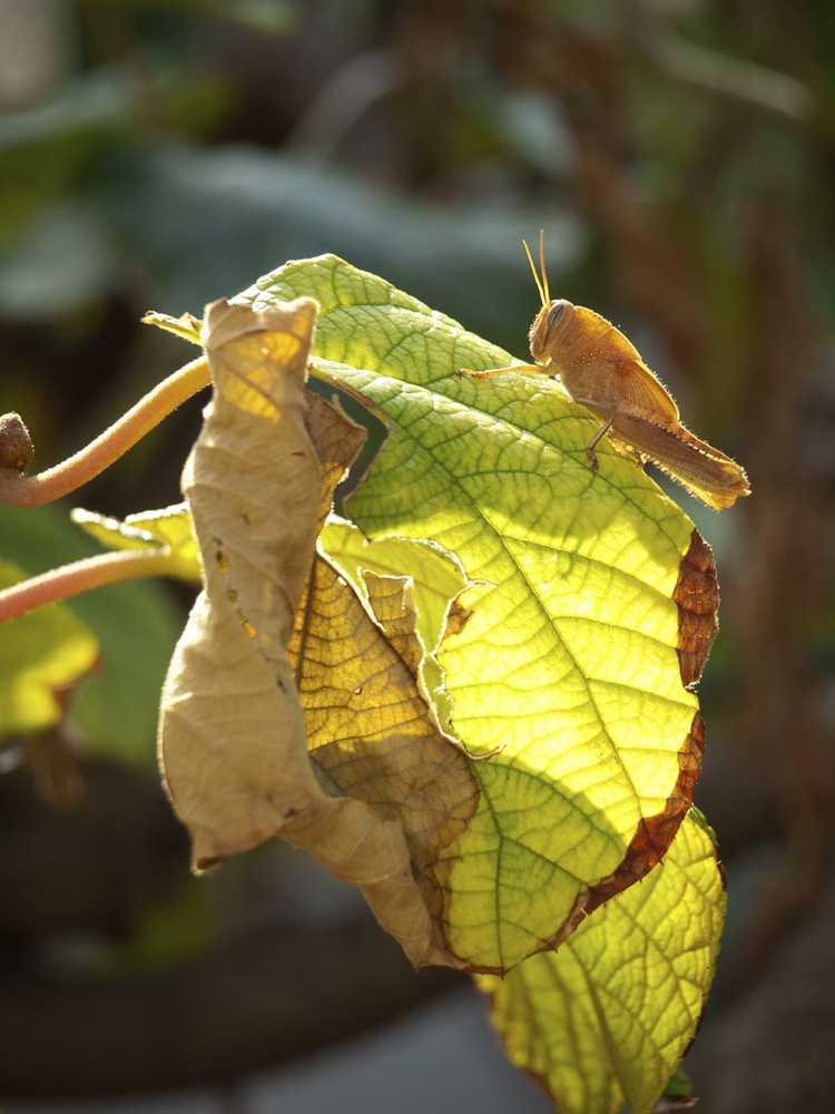 You are currently viewing Ravageurs des vignes de kiwi : informations sur le traitement des punaises de kiwi