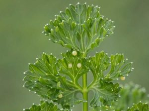 Lire la suite à propos de l’article Problèmes de culture d'herbes aromatiques : ravageurs et maladies courants des jardins d'herbes aromatiques