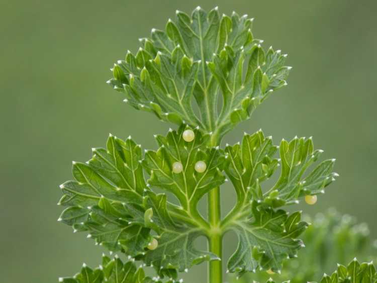 Lire la suite à propos de l’article Problèmes de culture d'herbes aromatiques : ravageurs et maladies courants des jardins d'herbes aromatiques