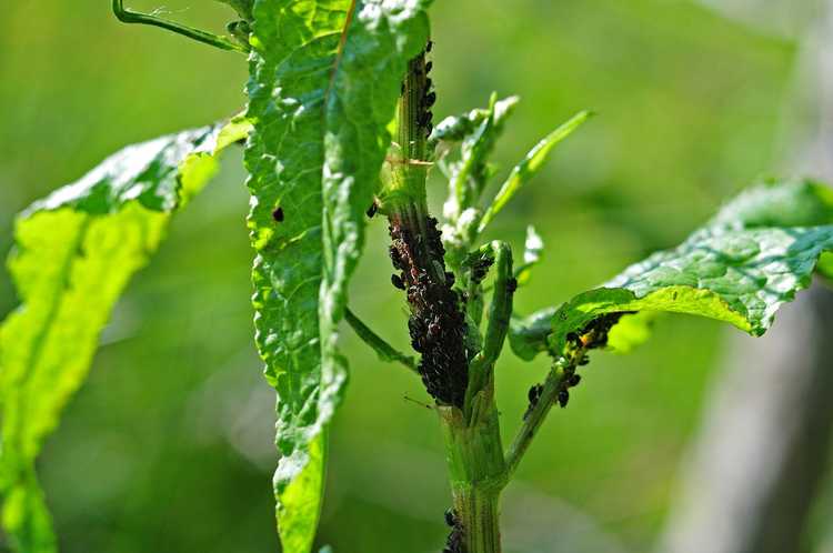 Lire la suite à propos de l’article Insectes qui mangent l'oseille : découvrez les ravageurs des plantes de l'oseille