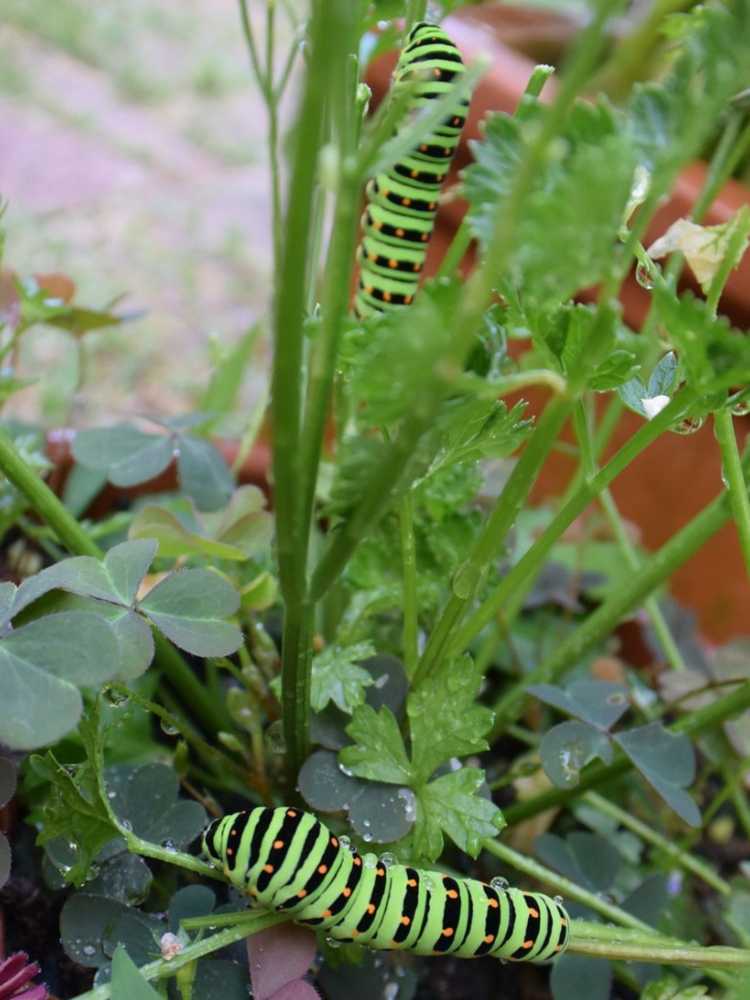 Lire la suite à propos de l’article Lutte antiparasitaire dans les jardins en conteneurs – Lutter contre les parasites dans les conteneurs