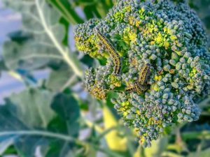 Lire la suite à propos de l’article Problèmes de culture du brocoli : informations sur les maladies et les ravageurs courants du brocoli