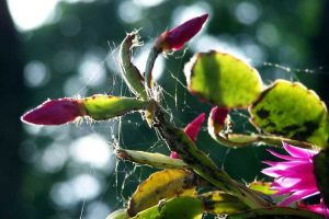 Lire la suite à propos de l’article Ravageurs des cactus de Noël – Traiter les ravageurs courants des cactus de Noël