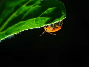 Lire la suite à propos de l’article Animaux, insectes et insectes qui mangent des plantes la nuit