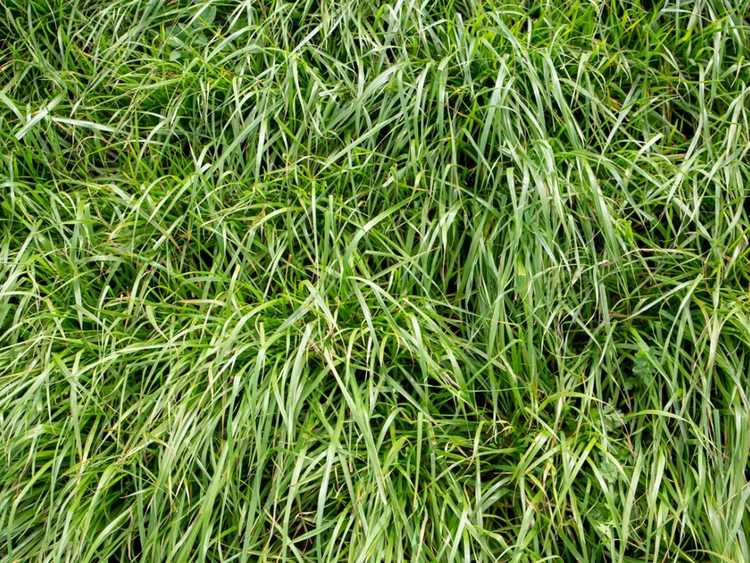 You are currently viewing Entretien du ray-grass annuel – Conseils pour planter du ray-grass annuel