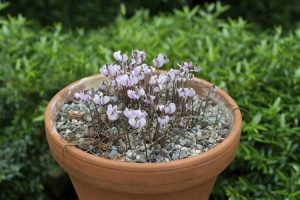 Lire la suite à propos de l’article Cyclamen cultivé en pot : entretien extérieur du cyclamen en pot