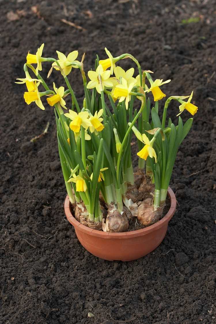 You are currently viewing Planter des jonquilles forcées dans le jardin : déplacer les jonquilles après la floraison