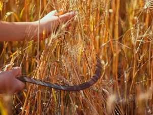 Lire la suite à propos de l’article Récolte du blé dans le jardin potager