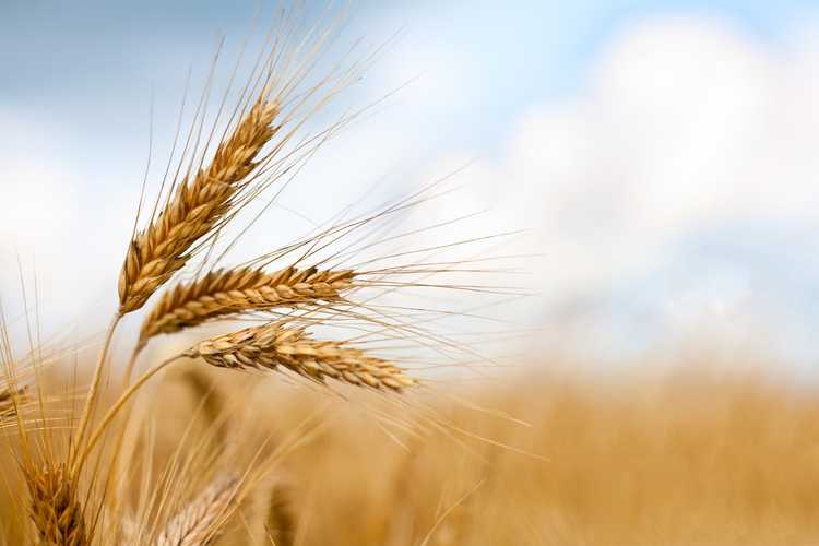 Lire la suite à propos de l’article Récolte des petites céréales : comment et quand récolter les céréales