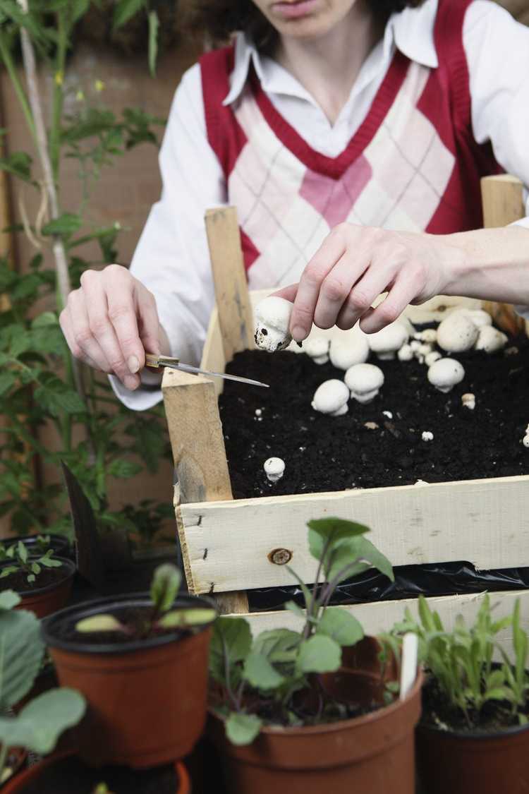You are currently viewing Récolte des champignons : comment récolter les champignons à la maison
