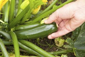 Lire la suite à propos de l’article Récolte des courgettes : quand les courgettes sont-elles prêtes à être cueillies