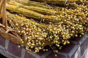 Lire la suite à propos de l’article Temps de récolte des graines de lin : apprenez à récolter les graines de lin dans les jardins