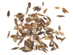 Lire la suite à propos de l’article Récolter et conserver les graines de Zinnia