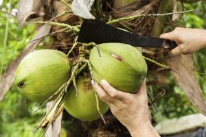 Lire la suite à propos de l’article Quand les noix de coco sont-elles mûres : les noix de coco mûrissent-elles après avoir été cueillies