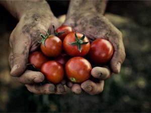 Lire la suite à propos de l’article Temps de récolte des tomates : quand cueillir les tomates