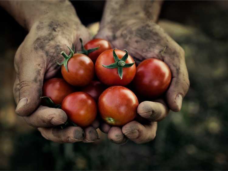 You are currently viewing Temps de récolte des tomates : quand cueillir les tomates