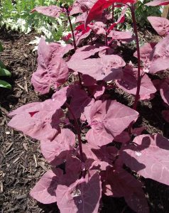 Lire la suite à propos de l’article Récolte des plantes d'orach : comment récolter l'orach dans le jardin