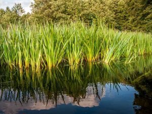 Lire la suite à propos de l’article Utilisations des plantes Sweet Flag – Apprenez quand et comment récolter Sweet Flag