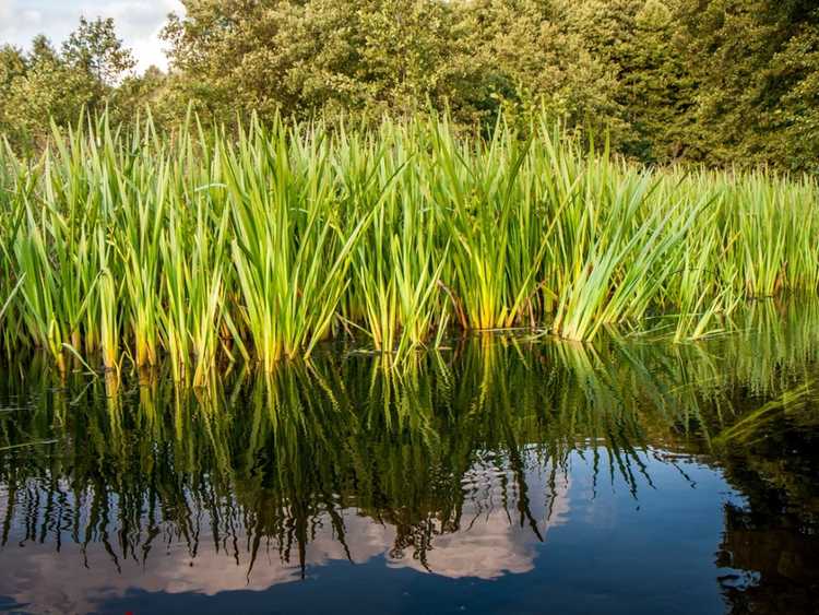 You are currently viewing Utilisations des plantes Sweet Flag – Apprenez quand et comment récolter Sweet Flag