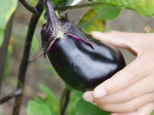 Lire la suite à propos de l’article Récolte d'aubergines : informations sur la façon de récolter une aubergine