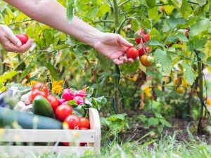 Lire la suite à propos de l’article Découvrez pourquoi il est préférable de récolter avant la pluie