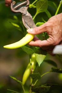 Lire la suite à propos de l’article Récolte des poivrons : quand et comment cueillir un poivron