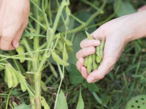 Lire la suite à propos de l’article Comment et quand récolter le soja