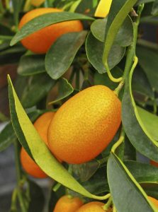 Lire la suite à propos de l’article Cueillette des kumquats – Conseils pour la récolte d'un arbre kumquat