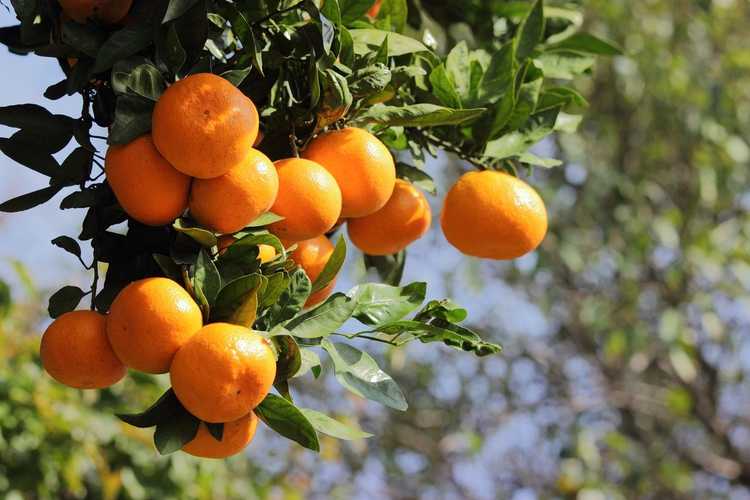 You are currently viewing Temps de récolte des mandarines : quand les mandarines sont-elles prêtes à être cueillies