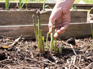 Lire la suite à propos de l’article Récolte des asperges – Comment et quand cueillir les asperges