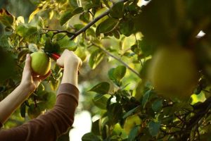 Lire la suite à propos de l’article Récolte des fruits de coing – Comment cueillir les fruits du coing