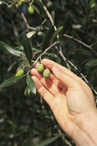 Lire la suite à propos de l’article Cueillette des olives – Conseils pour la récolte des oliviers