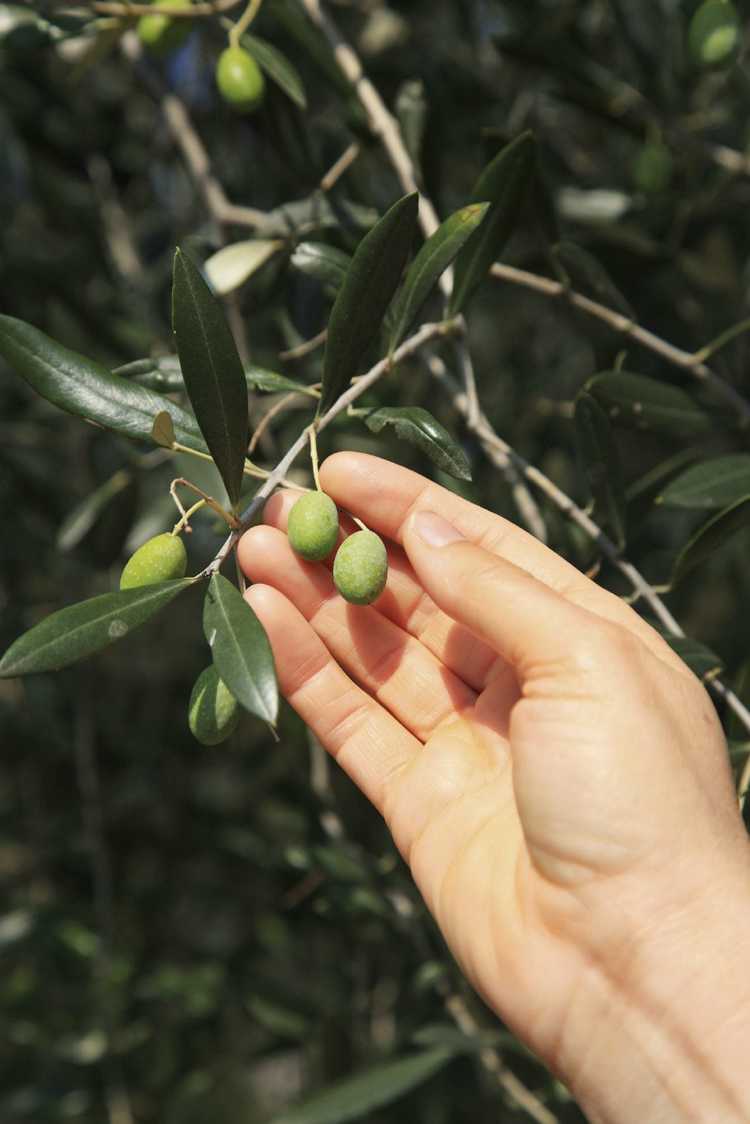 You are currently viewing Cueillette des olives – Conseils pour la récolte des oliviers