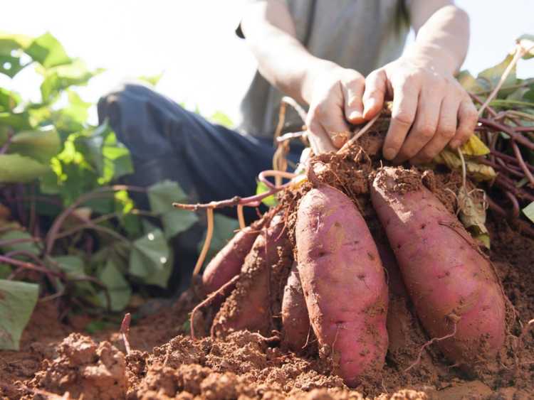 You are currently viewing Informations sur la récolte des patates douces