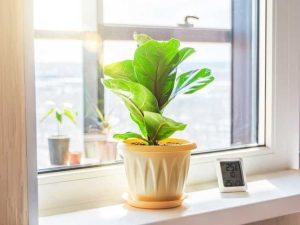 Lire la suite à propos de l’article Réduire l'humidité avec les plantes : découvrez les plantes qui absorbent l'humidité