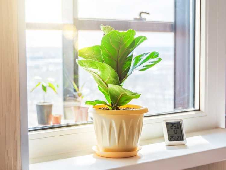 You are currently viewing Réduire l'humidité avec les plantes : découvrez les plantes qui absorbent l'humidité